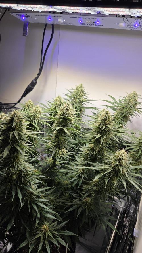 Amnesia 🧠. Week 16