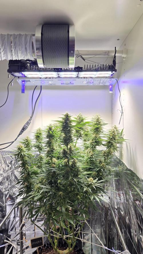 Amnesia 🧠. Week 16