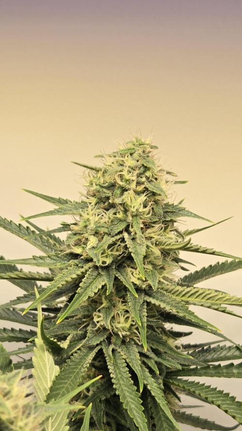 Amnesia 🧠. Week 16
