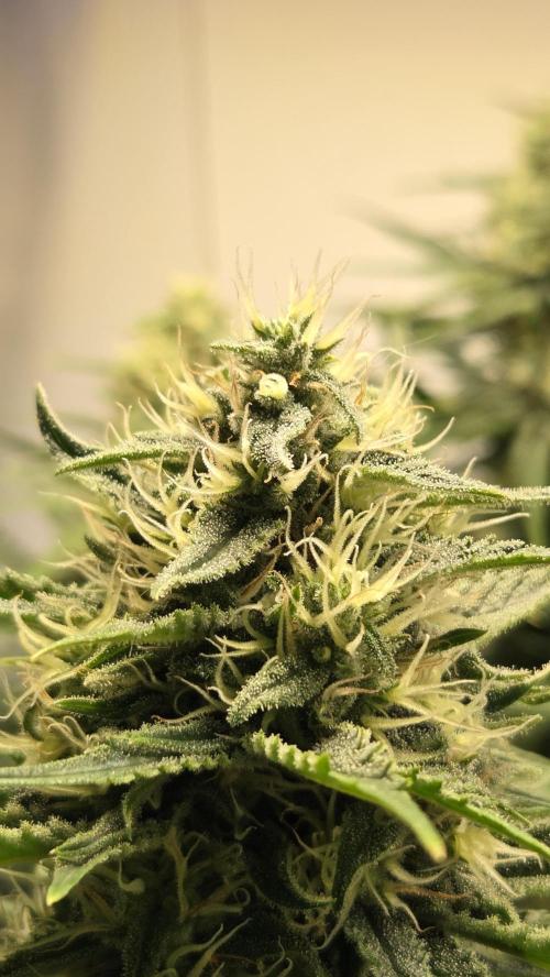 Amnesia 🧠. Week 16