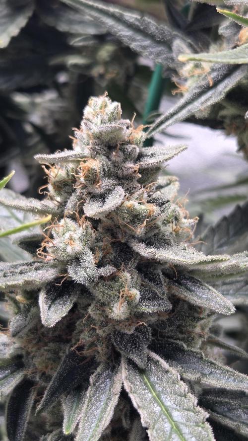 Titan F1 💪. Week 11