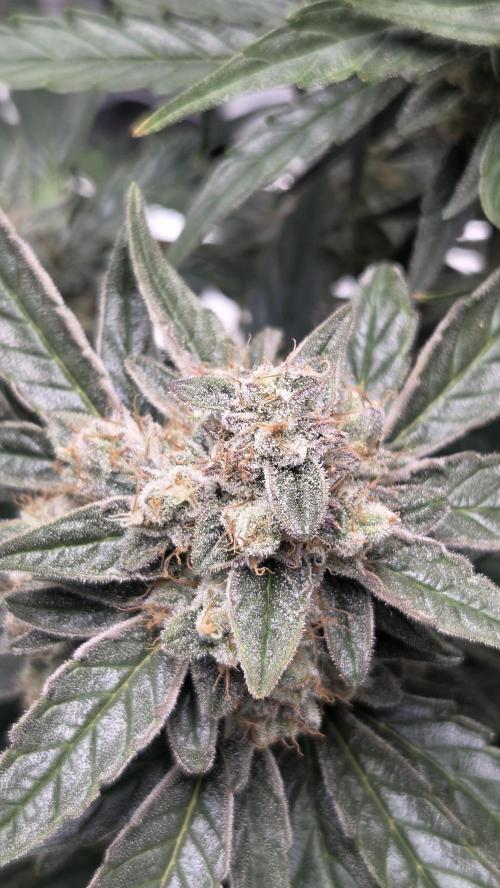 Titan F1 💪. Week 11