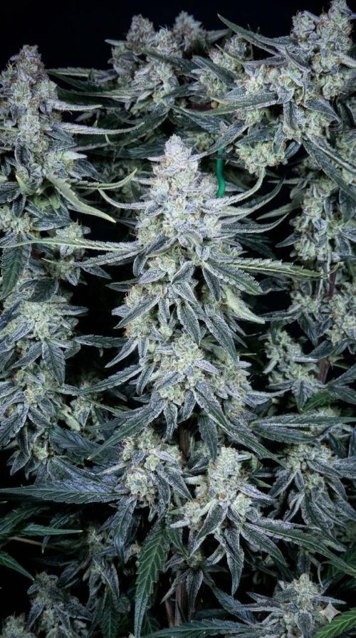 Titan F1 💪. Week 12