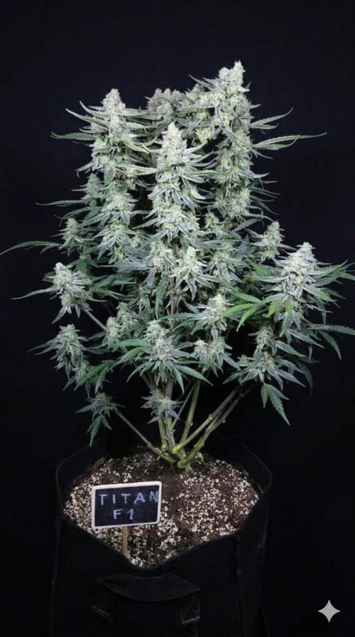 Titan F1 💪. Week 12