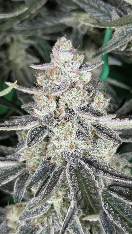 Titan F1 💪. Week 12
