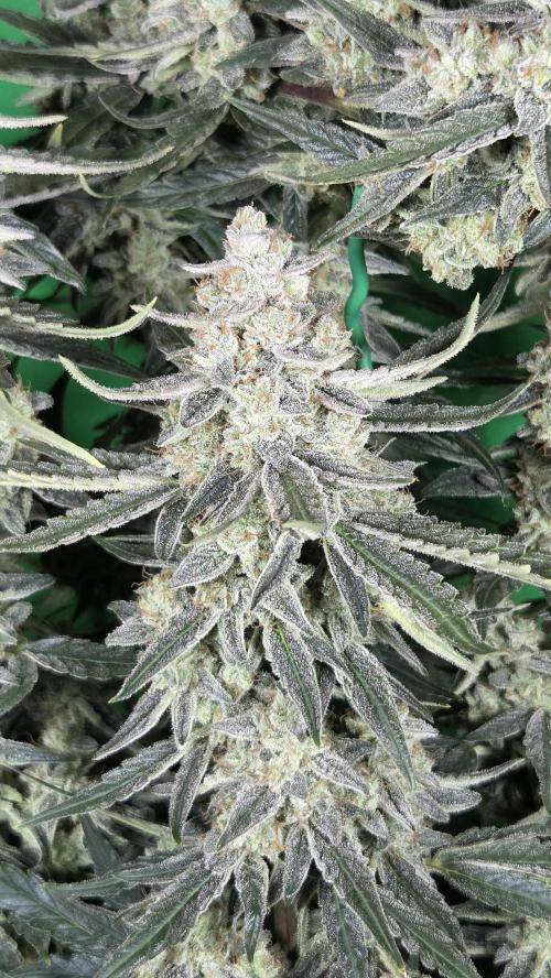 Titan F1 💪. Week 12