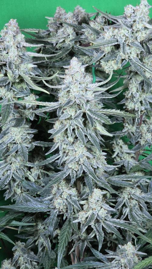 Titan F1 💪. Week 12