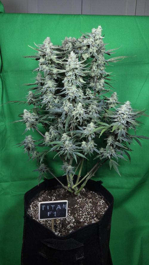 Titan F1 💪. Week 12