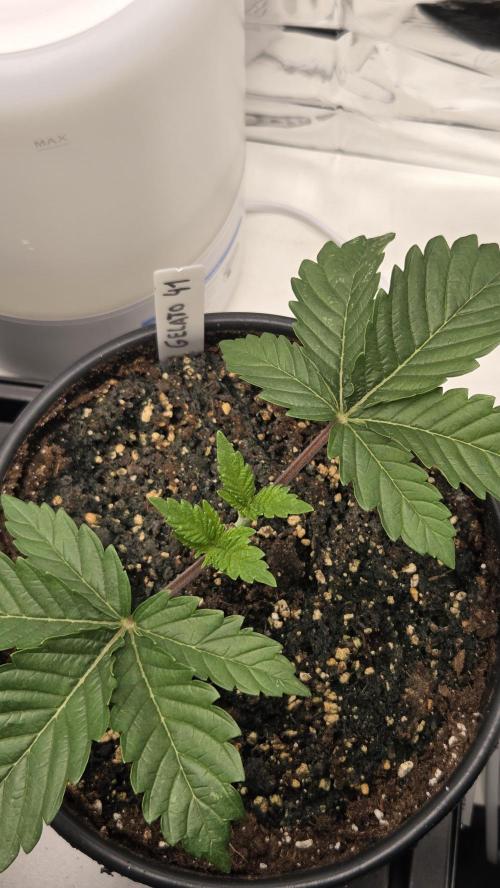 Blue Gelato 41 🍦. Week 3