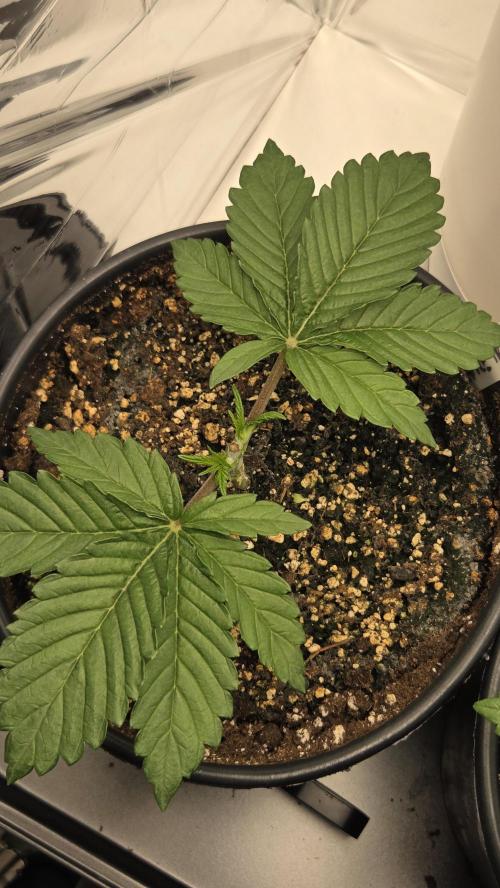 Blue Gelato 41 🍦. Week 3