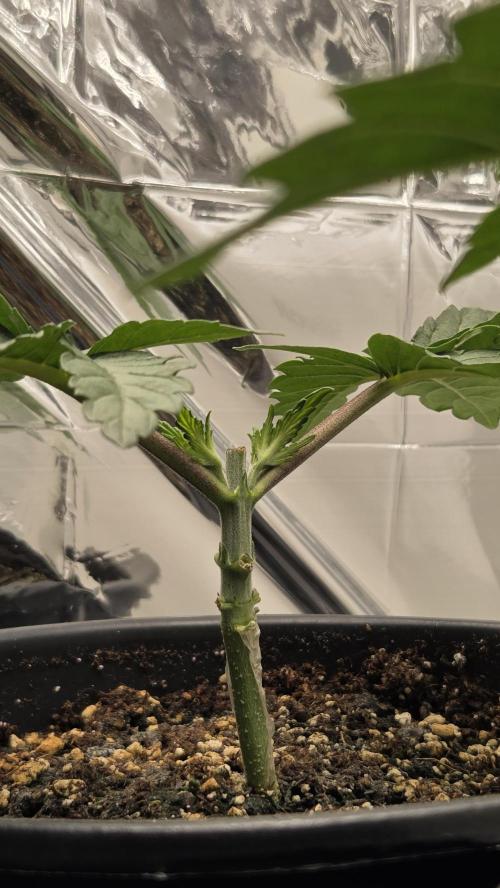 Blue Gelato 41 🍦. Week 3