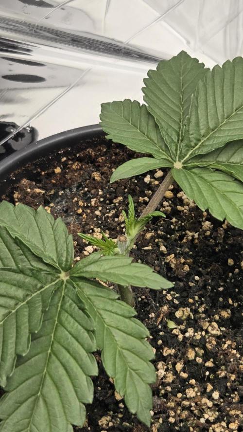 Blue Gelato 41 🍦. Week 3