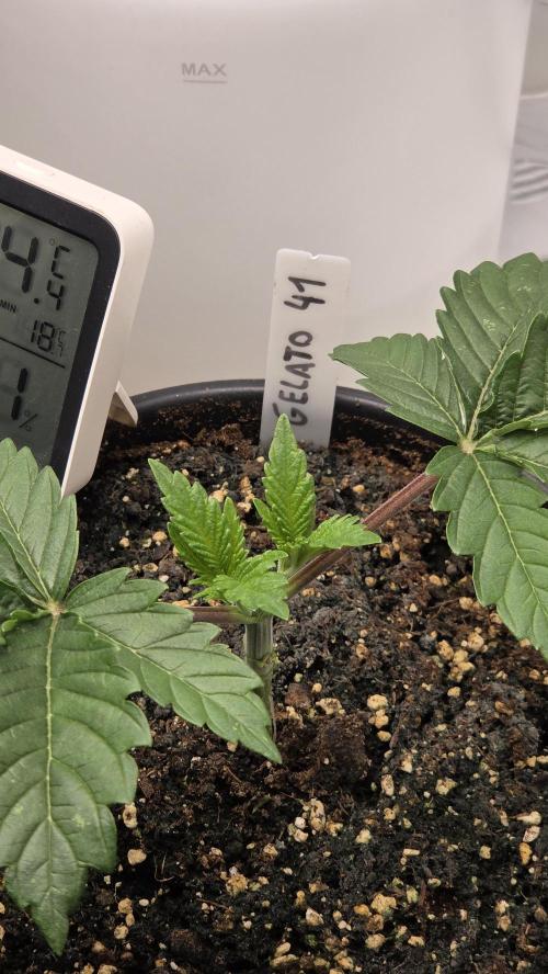 Blue Gelato 41 🍦. Week 3