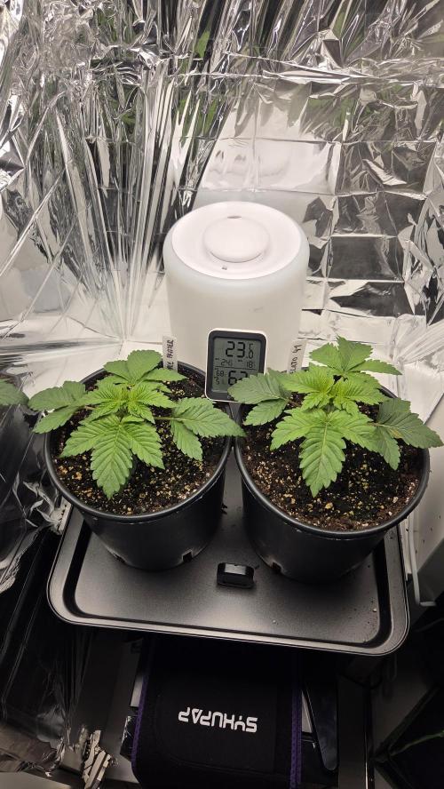 Blue Gelato 41 🍦. Week 3