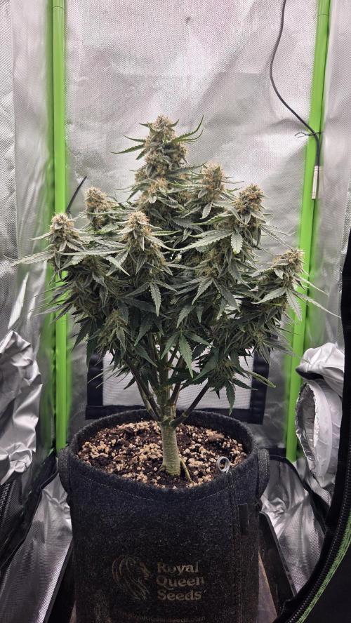 Little Titan F1 🐥. Week 10