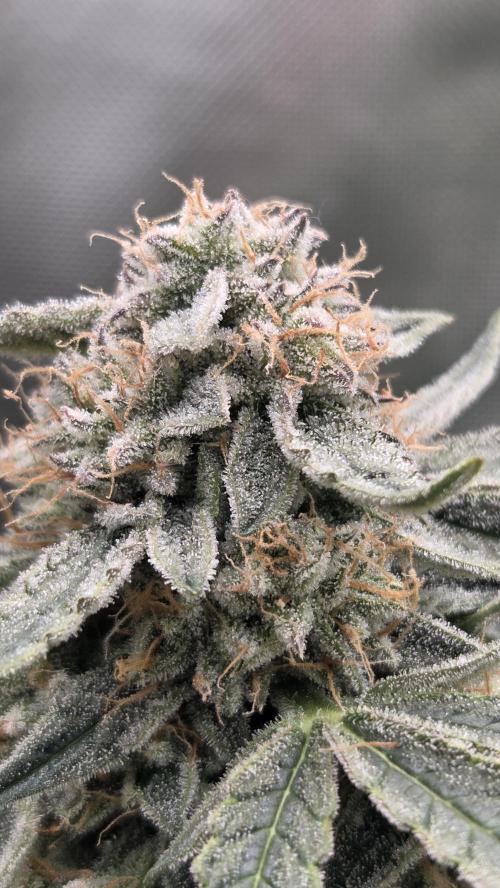 Little Titan F1 🐥. Week 10