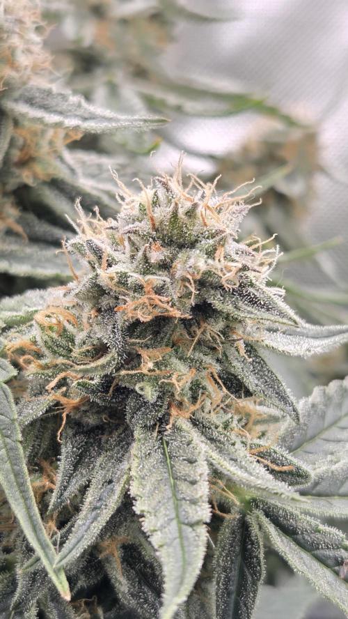 Little Titan F1 🐥. Week 10