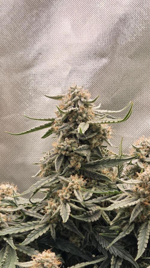 Little Titan F1 🐥. Week 10