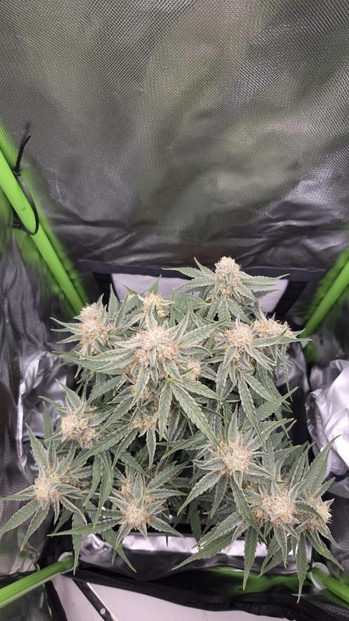 Little Titan F1 🐥. Week 10