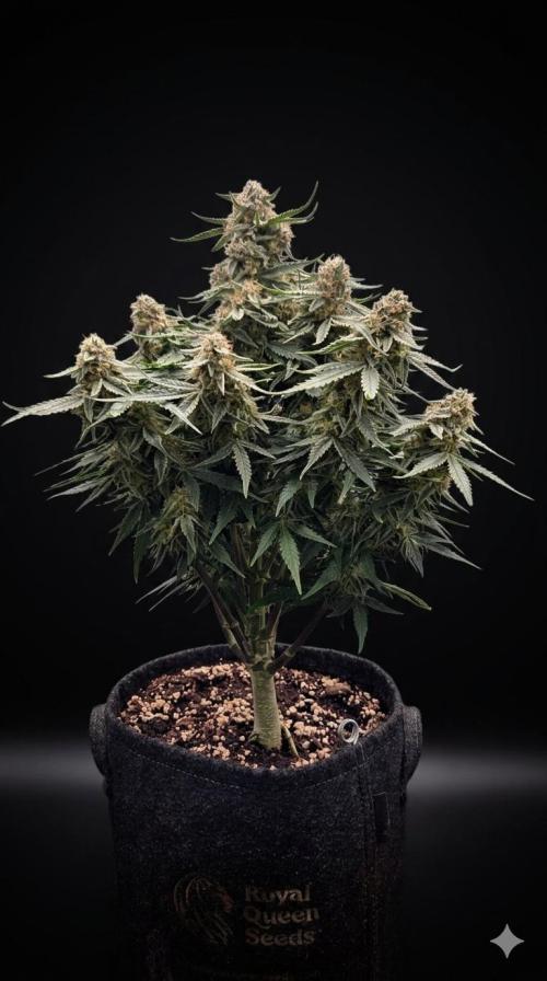 Titan F1. Week 10