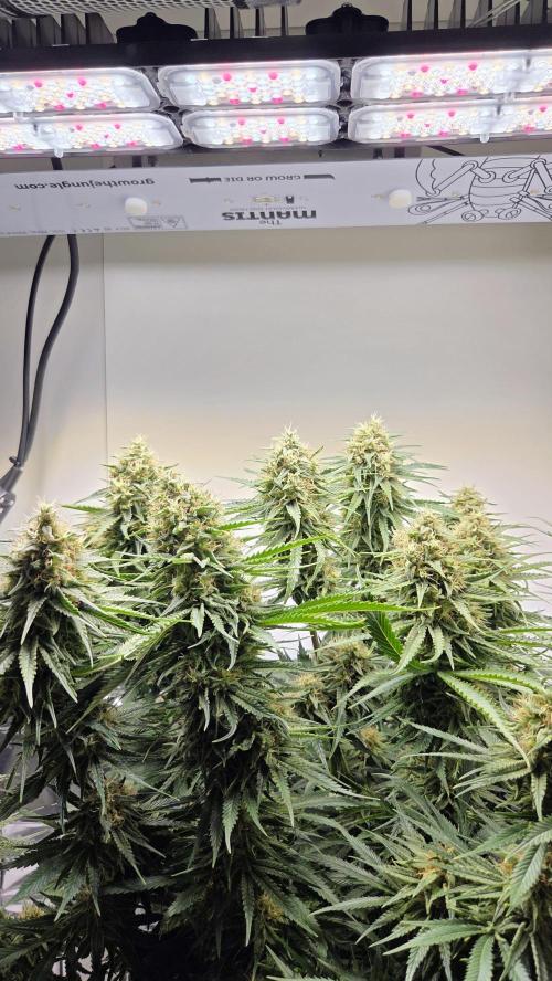 Amnesia 🧠. Week 17