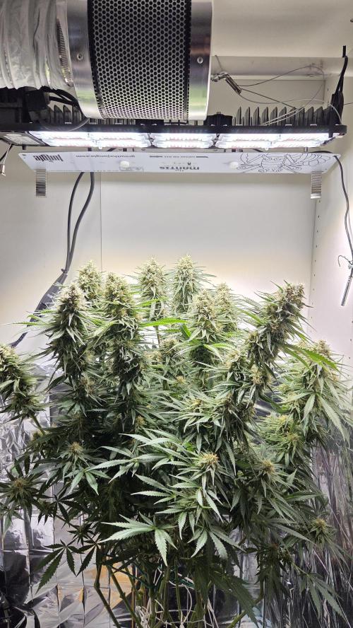 Amnesia 🧠. Week 17