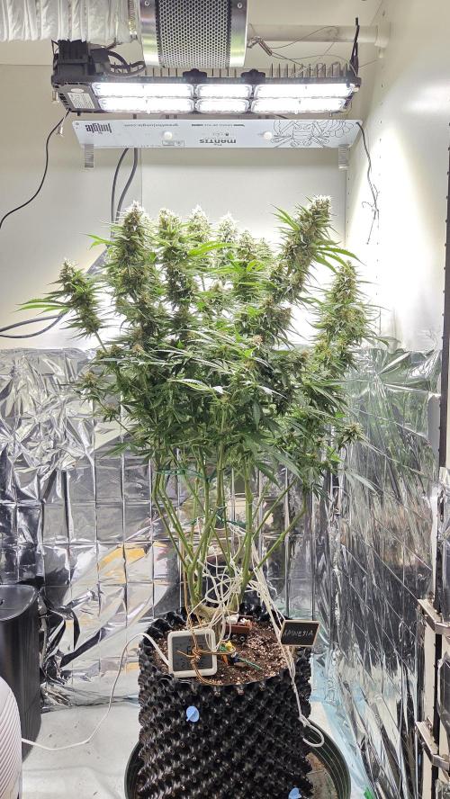 Amnesia 🧠. Week 17