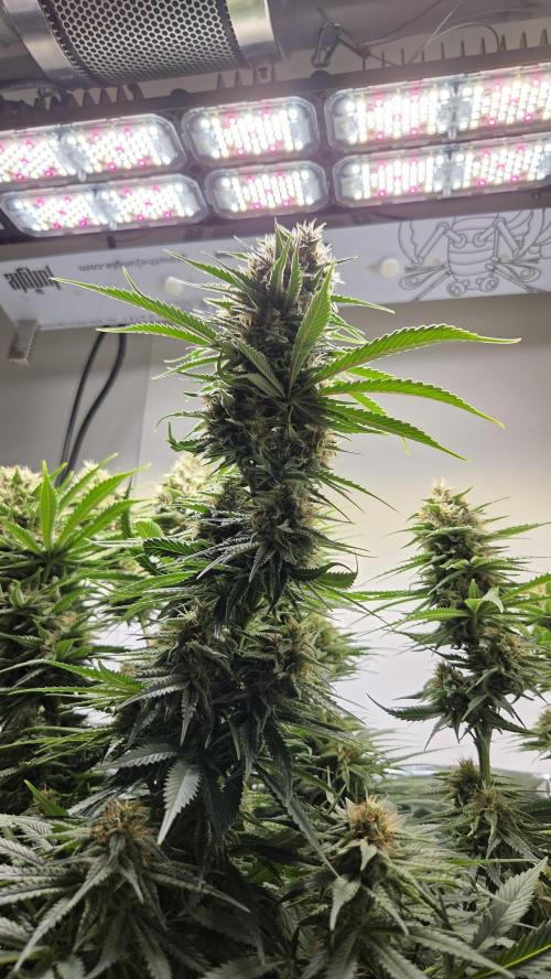 Amnesia 🧠. Week 17