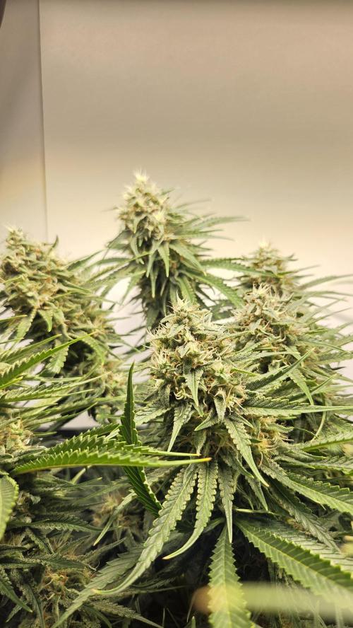 Amnesia 🧠. Week 17