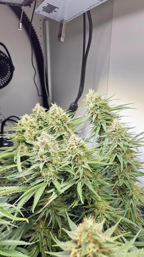 Amnesia 🧠. Week 17