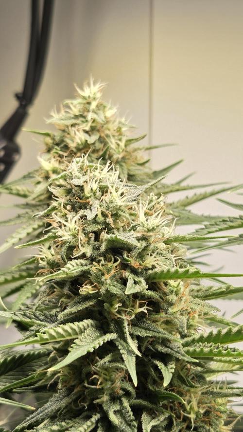 Amnesia 🧠. Week 17