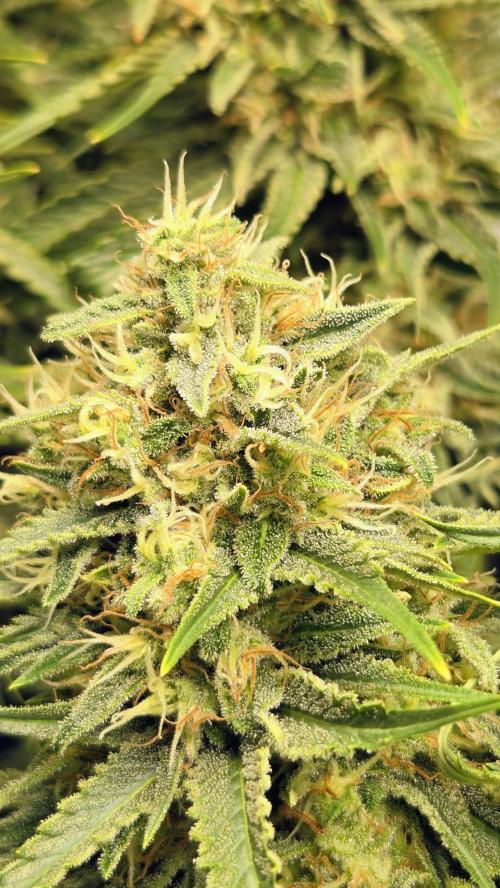 Amnesia 🧠. Week 17