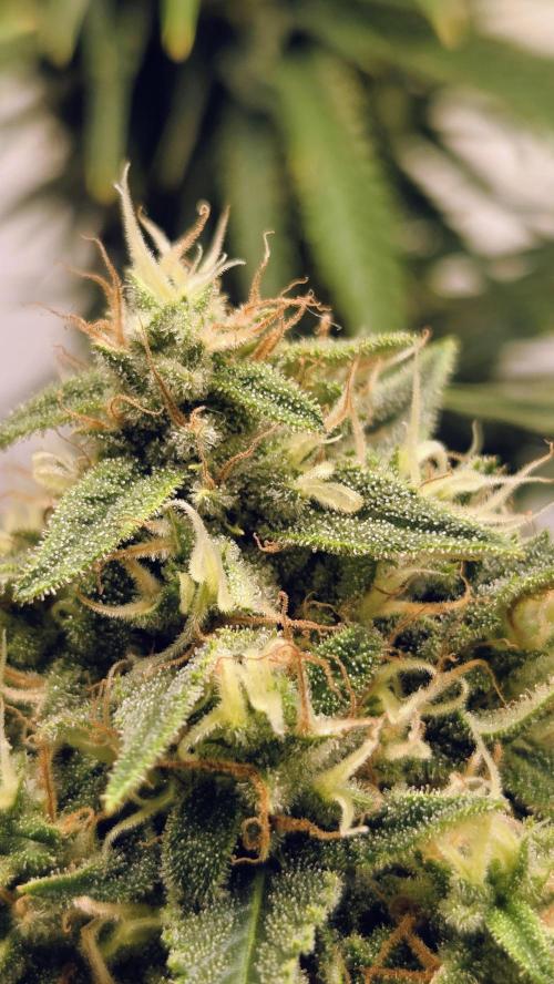 Amnesia 🧠. Week 17
