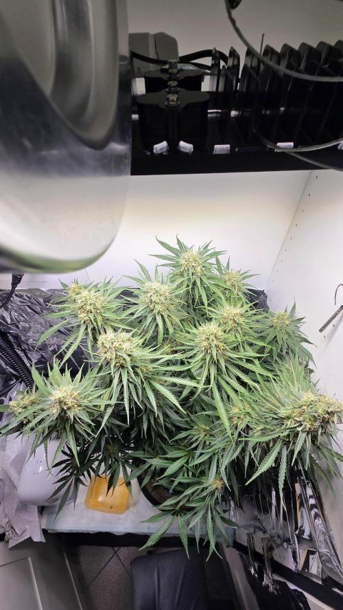 Amnesia 🧠. Week 17