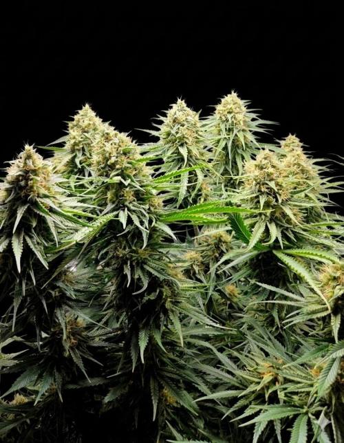 Amnesia 🧠. Week 17
