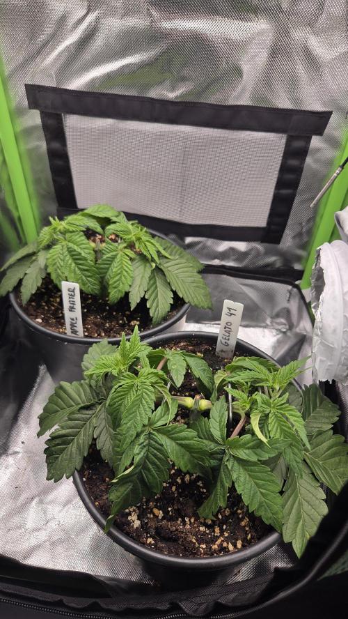 Blue Gelato 41 🍦. Week 4