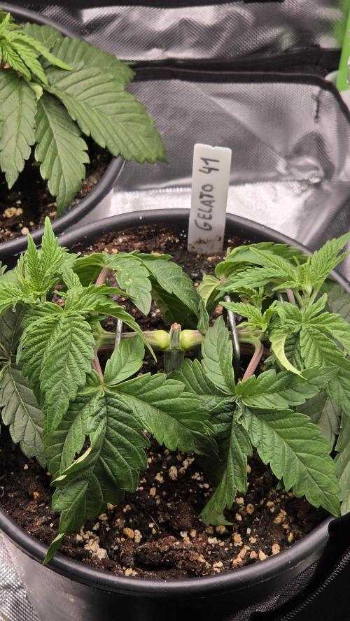 Blue Gelato 41 🍦. Week 4