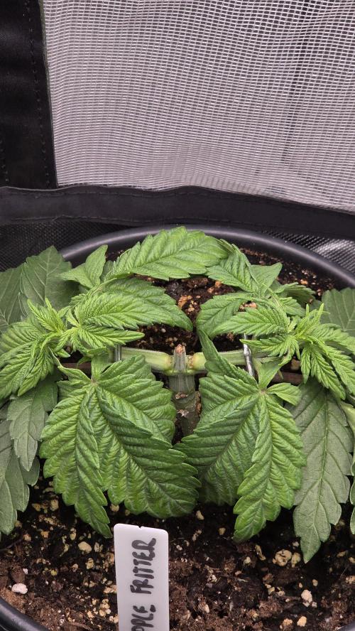 Blue Gelato 41 🍦. Week 4