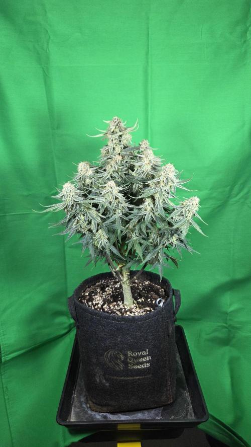 Little Titan F1 🐥. Week 11