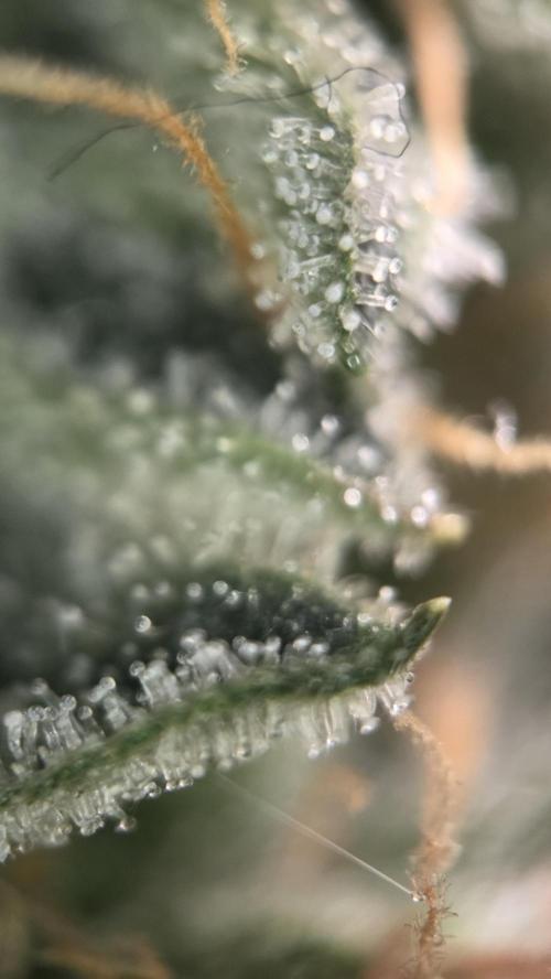Little Titan F1 🐥. Week 11