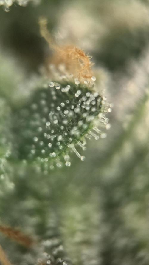 Little Titan F1 🐥. Week 11