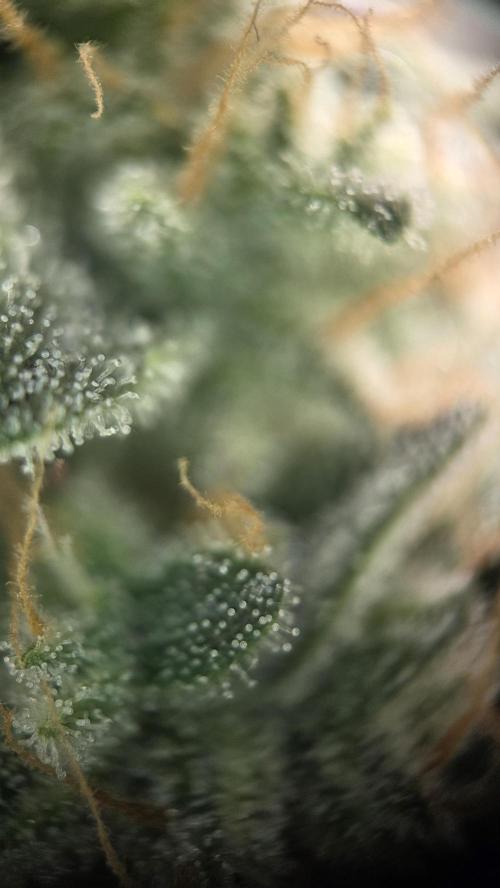 Titan F1. Week 11