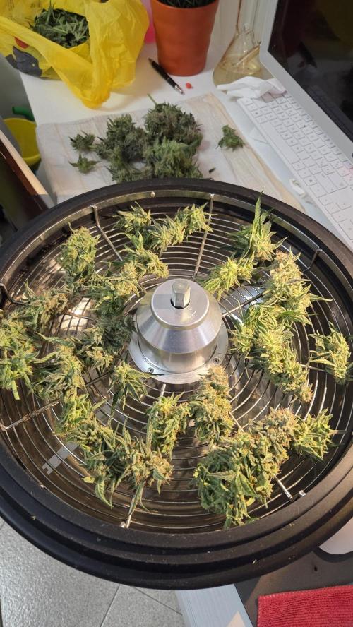 Little Titan F1 🐥. Week 12