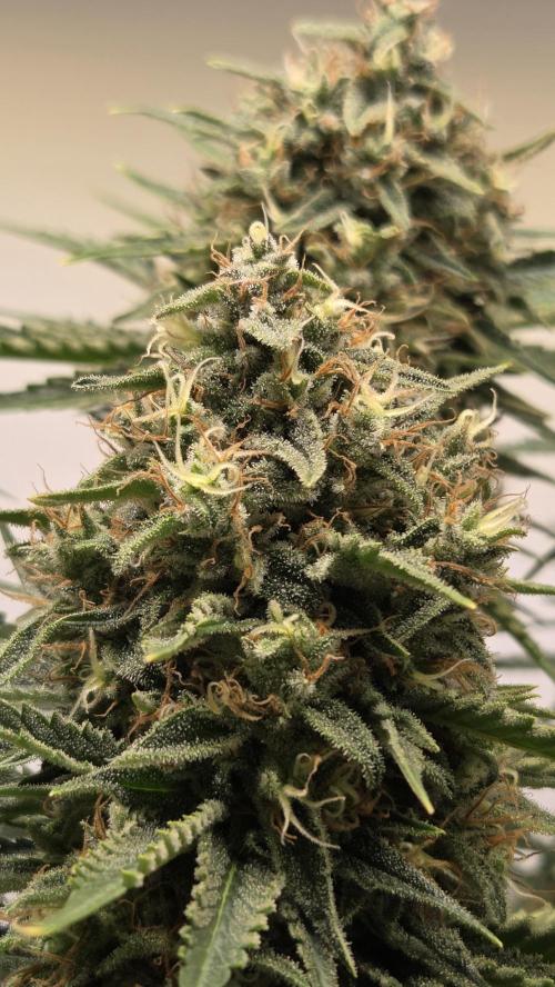 Amnesia 🧠. Week 18