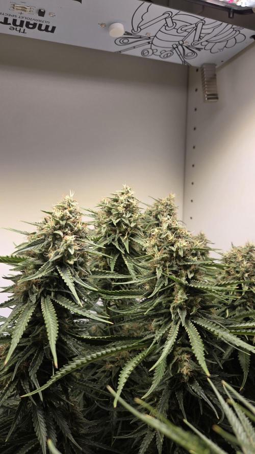 Amnesia 🧠. Week 18