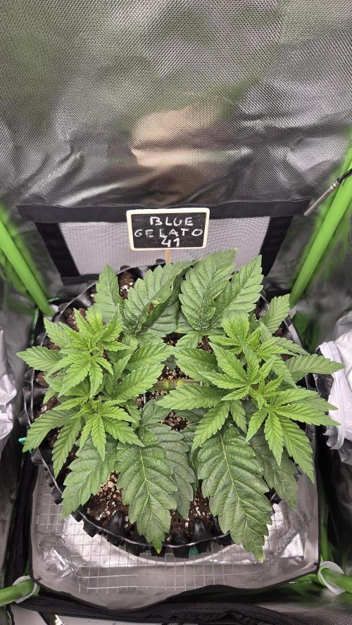 Blue Gelato 41 🍦. Week 5