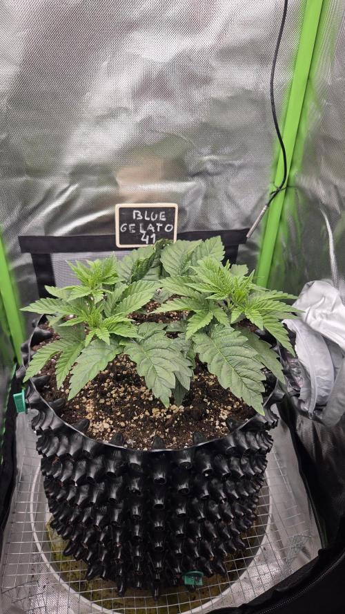 Blue Gelato 41 🍦. Week 5