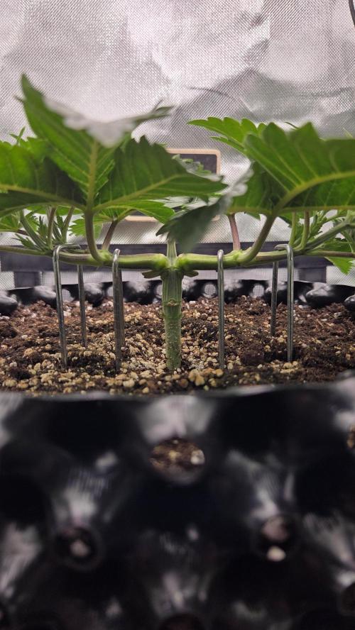 Blue Gelato 41 🍦. Week 5