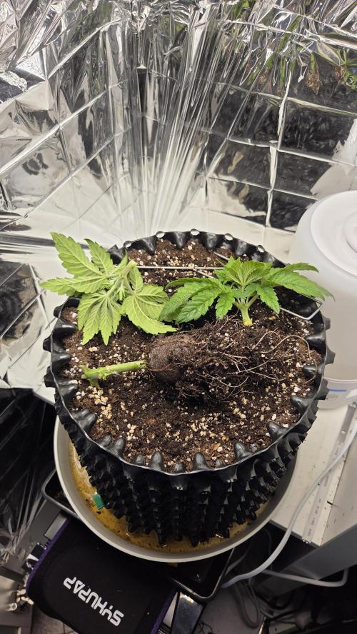 Blue Gelato 41 🍦. Week 5
