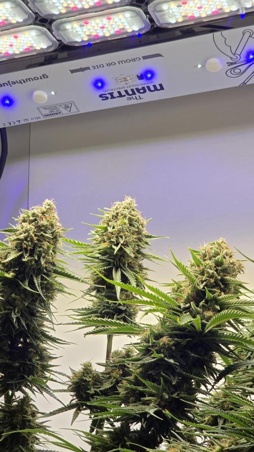 Amnesia 🧠. Week 19